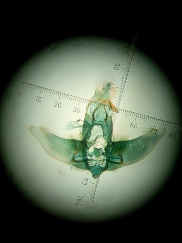 Agonopterix heracliana